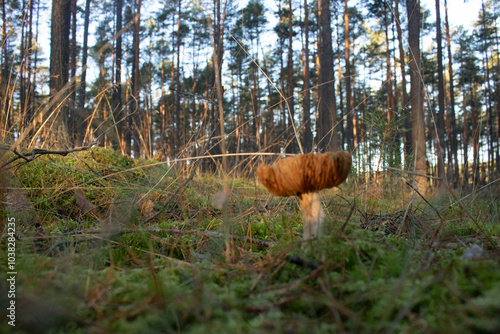Fototapeta Naklejka Na Ścianę i Meble -  Grzyb, Bory Tucholskie 