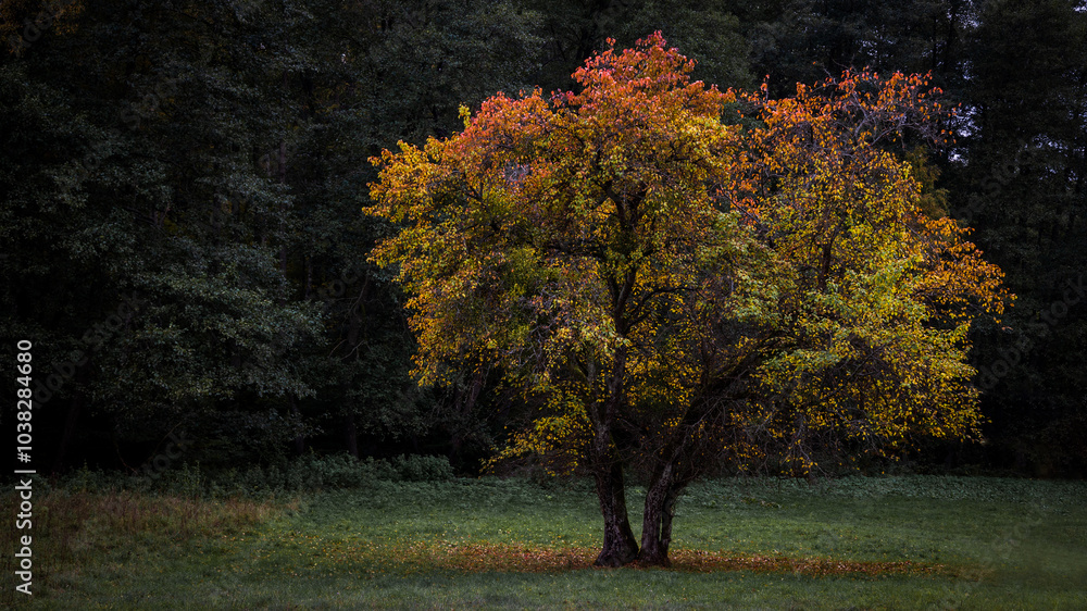 Fototapeta premium Drzewo w jesiennych kolorach