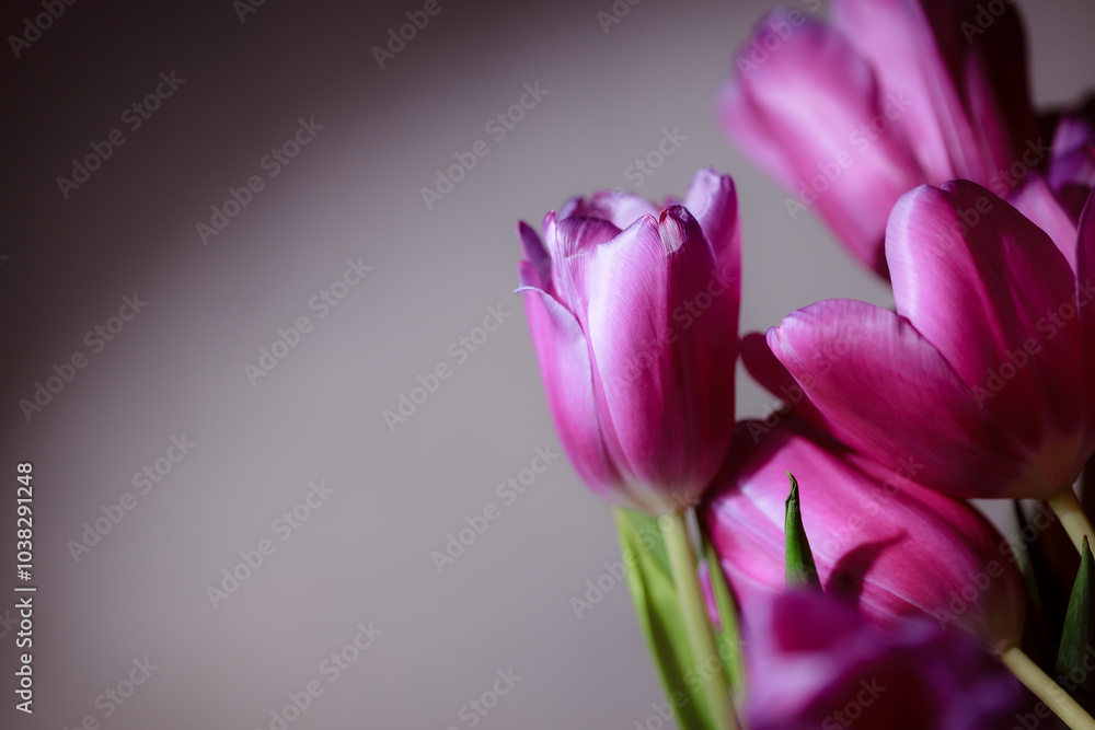 Fototapeta premium Natural bouquet of spring tulips. Purple tulips on a plain gray background. Valentine's day, mother's day, tenderness day, birthday concept. Soft selective focus. Spring scene. Greeting card.