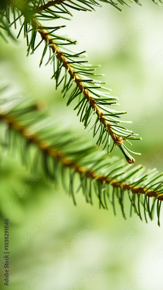 close- view a pine branch close- view a pine branch