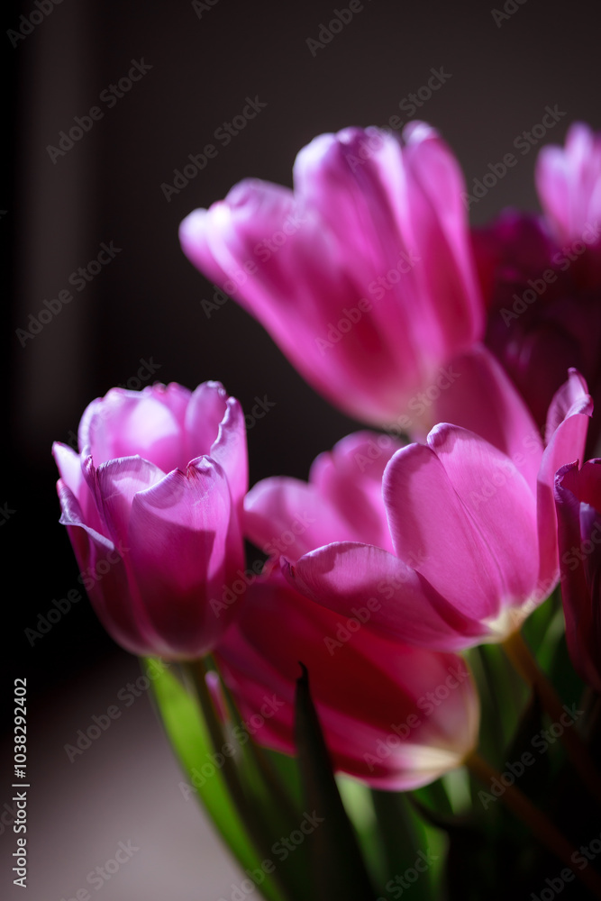 Natural bouquet of spring tulips. Purple tulips on a plain gray background. Valentine's day, mother's day, tenderness day, birthday concept. Soft selective focus. Spring scene. Greeting card. Natural bouquet of spring tulips. Purple tulips on a plain gray background. Valentine's day, mother's day, tenderness day, birthday concept. Soft selective focus. Spring scene. Greeting card.
