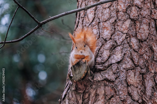Red squirrel sitting on a tree trunk in the forest.