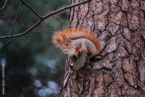 Red squirrel sitting on a tree trunk in the forest.