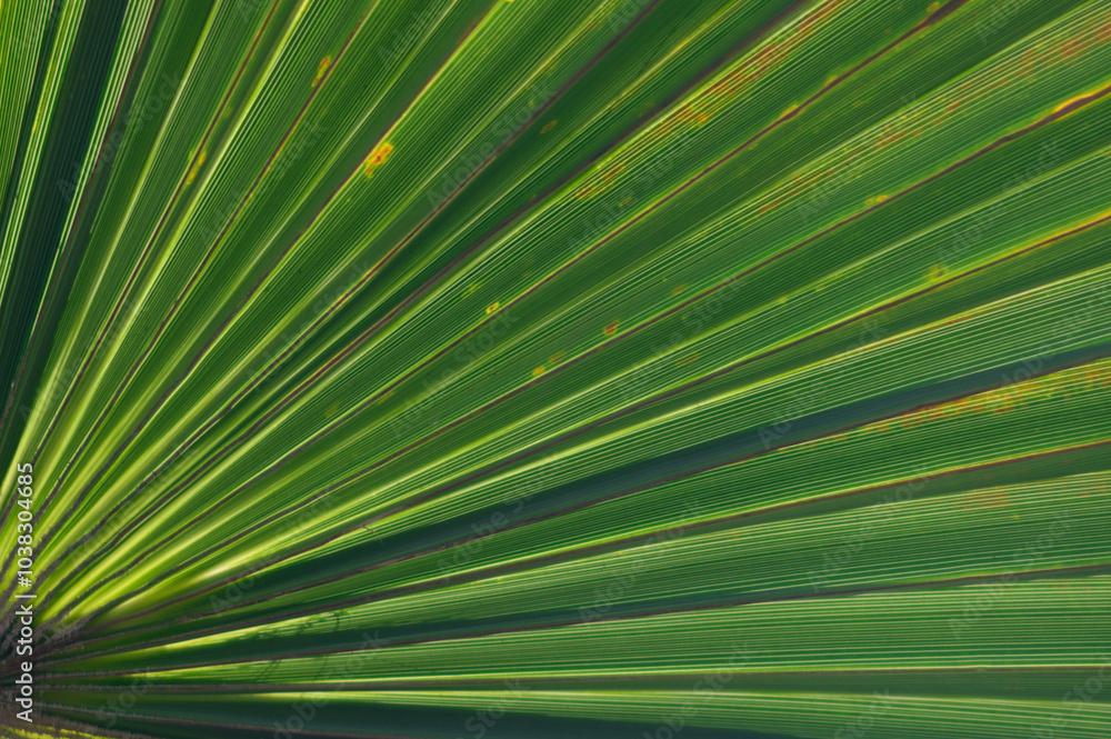 Obraz premium Sunlight streams through vibrant palm leaves, showcasing intricate patterns of green in a tropical setting on a bright afternoon