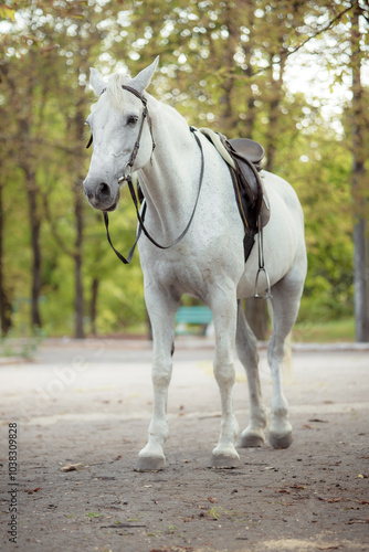 White Andalusian stallion horse on a natural green background. Close-up portrait of a horse in ammunition: bridle, saddle, saddle pad. Equestrian sport concept. photo