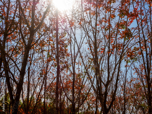 Red leaves of Para rubber trees Plantation forest in the deciduous season