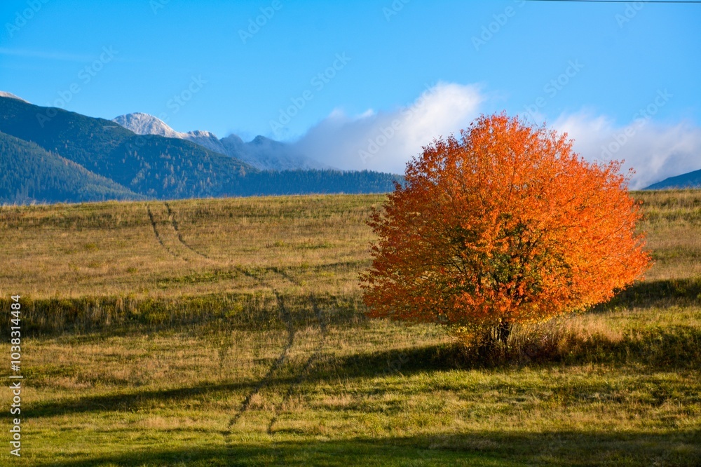 Naklejka premium autumn in the mountains, autumn in full beauty, autumn background, beautiful nature, colorful tree