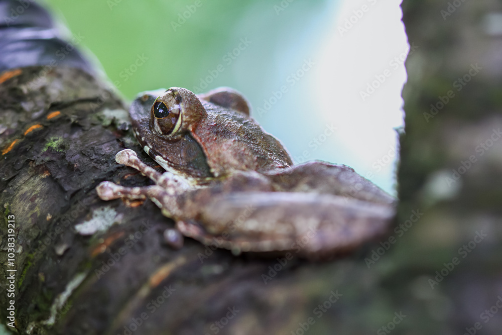 Naklejka premium A close-up of a brown tree frog (Buergeria robusta) perched on a tree branch. The frog's distinctive brown coloration and large, round eyes are clearly visible. New Taipei City, Taiwan.