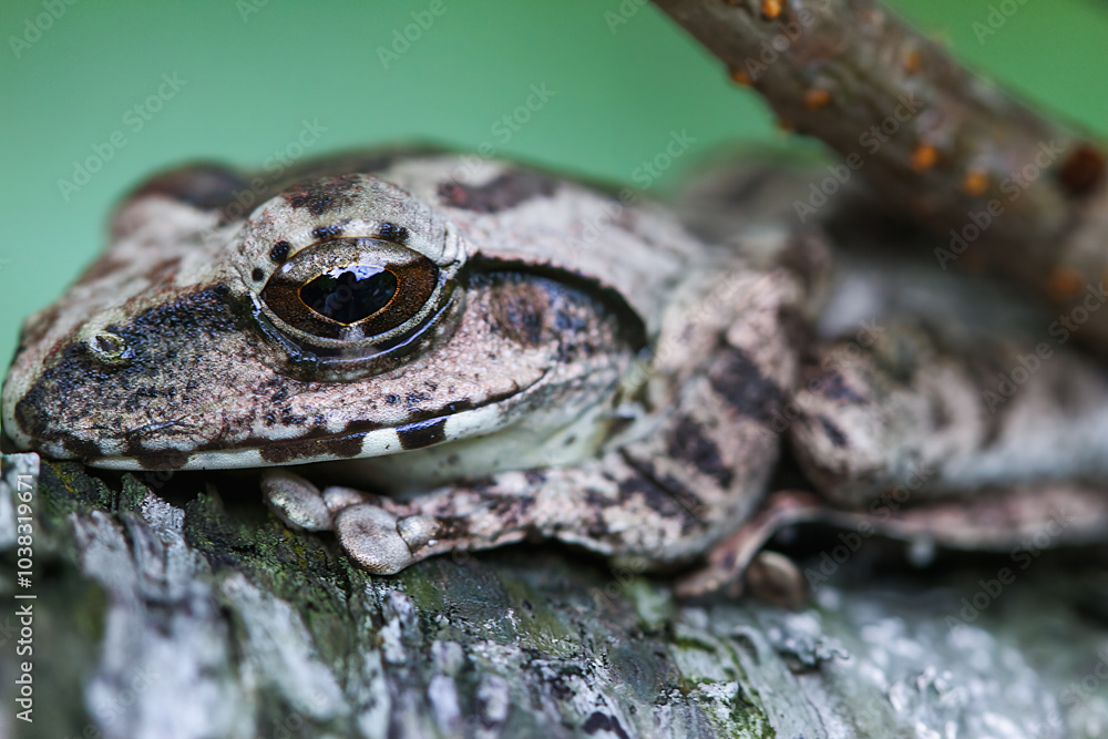 A close-up of a brown tree frog (Buergeria robusta) perched on a tree branch. The frog's distinctive brown coloration and large, round eyes are clearly visible. New Taipei City, Taiwan. A close-up of a brown tree frog (Buergeria robusta) perched on a tree branch. The frog's distinctive brown coloration and large, round eyes are clearly visible. New Taipei City, Taiwan.