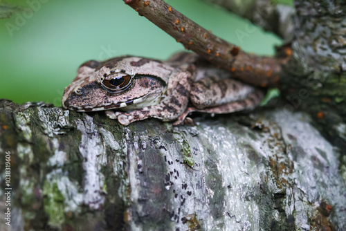 A close-up of a brown tree frog (Buergeria robusta) perched on a tree branch. The frog's distinctive brown coloration and large, round eyes are clearly visible. New Taipei City, Taiwan. photo