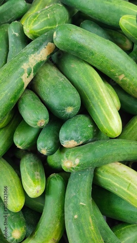 pile of green fresh cucumber vegetables