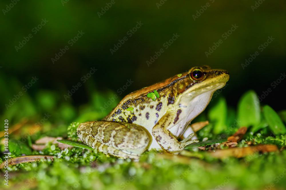 A close-up of a Latouchte's frog (Hylarana latouchii) sitting on a damp surface, with its large, dark eyes looking directly at the camera. New Taipei City, Taiwan. A close-up of a Latouchte's frog (Hylarana latouchii) sitting on a damp surface, with its large, dark eyes looking directly at the camera. New Taipei City, Taiwan.