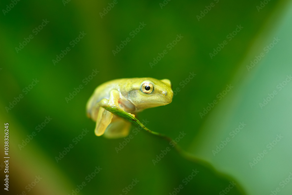 A recently metamorphosed Chinese tree frog (Hyla chinensis) perches on a green leaf. Its bright green skin and delicate features are clearly visible. New Taipei City, Taiwan. A recently metamorphosed Chinese tree frog (Hyla chinensis) perches on a green leaf. Its bright green skin and delicate features are clearly visible. New Taipei City, Taiwan.