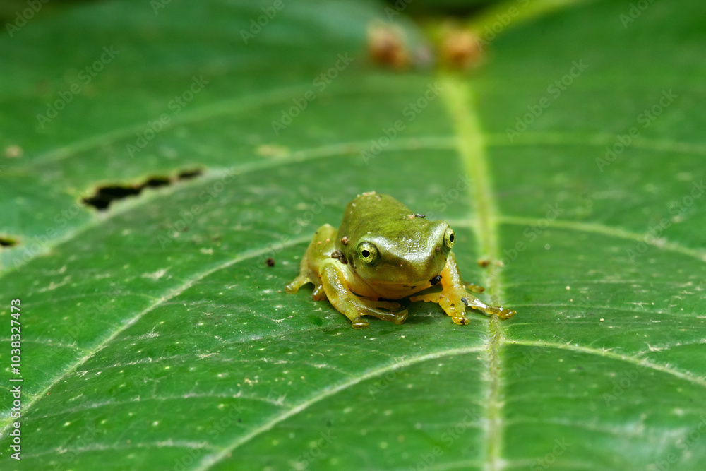 A recently metamorphosed Chinese tree frog (Hyla chinensis) perches on a green leaf. Its bright green skin and delicate features are clearly visible. New Taipei City, Taiwan. A recently metamorphosed Chinese tree frog (Hyla chinensis) perches on a green leaf. Its bright green skin and delicate features are clearly visible. New Taipei City, Taiwan.