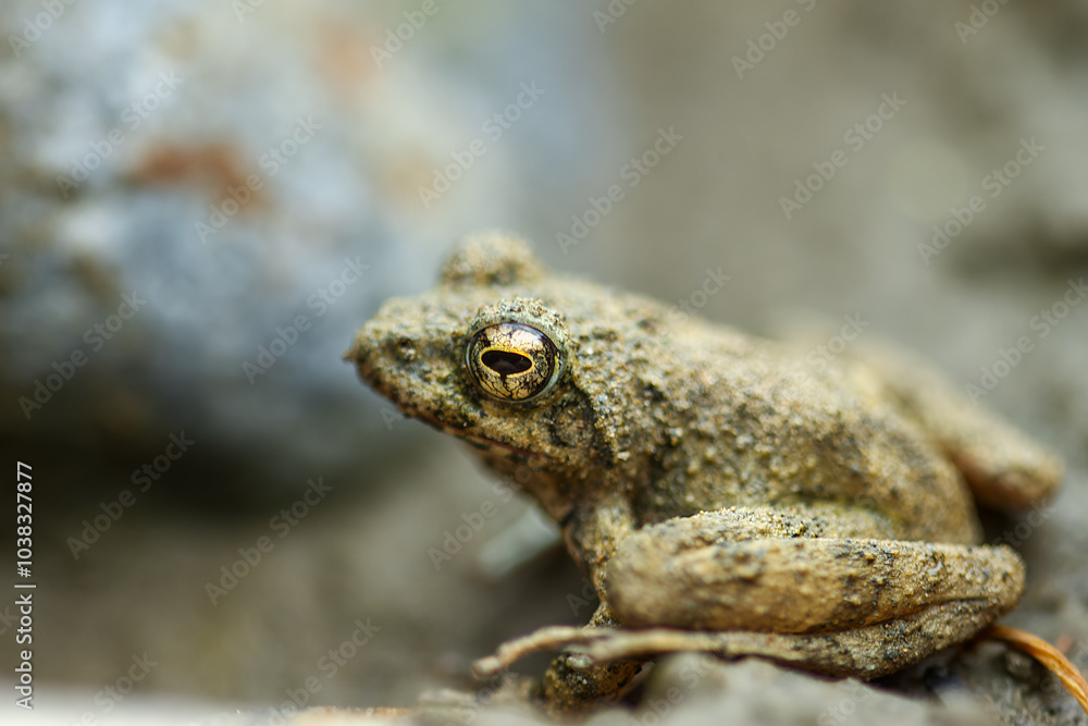A small brown Eiffinger's tree frog (Kurixalus eiffingeri) perches in a wetland, staring intently at the camera with its large golden eyes. New Taipei City, Taiwan. A small brown Eiffinger's tree frog (Kurixalus eiffingeri) perches in a wetland, staring intently at the camera with its large golden eyes. New Taipei City, Taiwan.