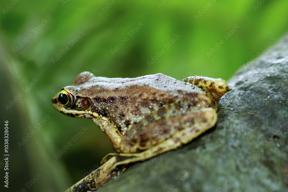 Naklejka premium A vibrant Swinhoe's Frog (Odorrana swinhoana) is perched on a mossy log, showcasing its distinctive green and brown markings. Its large, round eyes and pointed snout are visible. Taiwan.