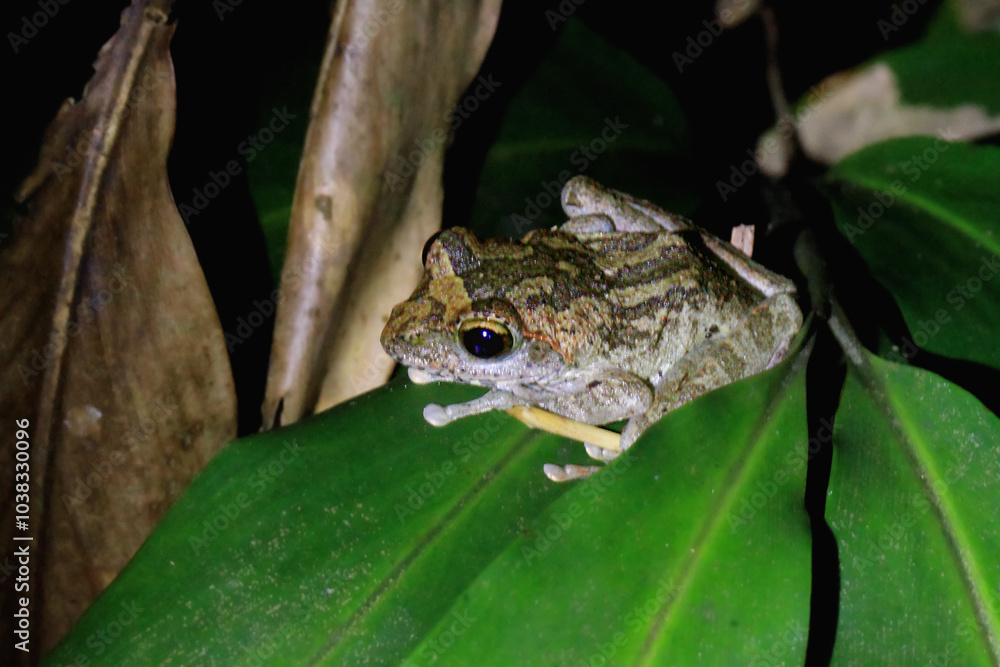 Obraz premium A close-up of a Robust Buerger's frog perched on a green leaf. Its brown and green coloration provides excellent camouflage. Its large, round eyes and sticky toe pads are clearly visible. Taiwan.