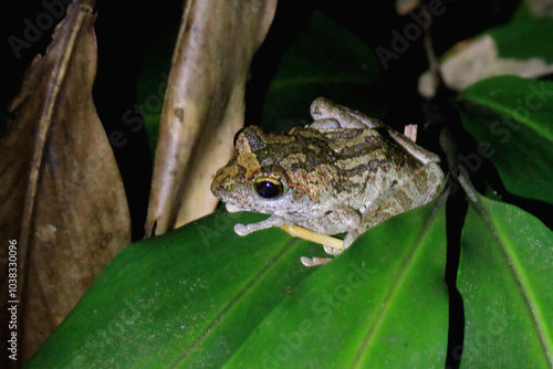 A close-up of a Robust Buerger's frog perched on a green leaf. Its brown and green coloration provides excellent camouflage. Its large, round eyes and sticky toe pads are clearly visible. Taiwan. photo