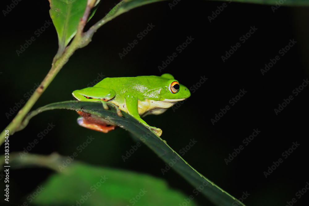 A vibrant green Moltrecht's tree frog(Zhangixalus moltrechti) clings to a broad leaf at night, its golden eyes contrasting against its smooth, spotted skin. New Taipei City, Taiwan. A vibrant green Moltrecht's tree frog(Zhangixalus moltrechti) clings to a broad leaf at night, its golden eyes contrasting against its smooth, spotted skin. New Taipei City, Taiwan.