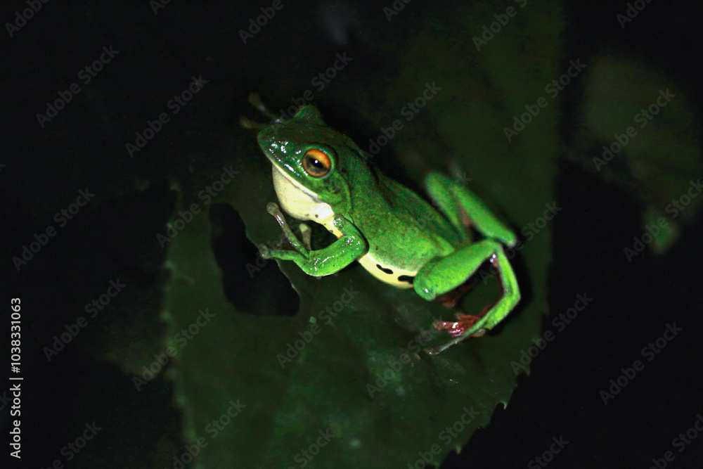 Naklejka premium A vibrant green Moltrecht's tree frog(Zhangixalus moltrechti) clings to a broad leaf at night, its golden eyes contrasting against its smooth, spotted skin. New Taipei City, Taiwan.