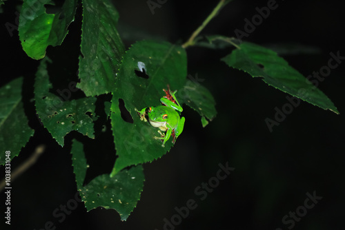 A vibrant green Moltrecht's tree frog(Zhangixalus moltrechti) clings to a broad leaf at night, its golden eyes contrasting against its smooth, spotted skin. New Taipei City, Taiwan. photo