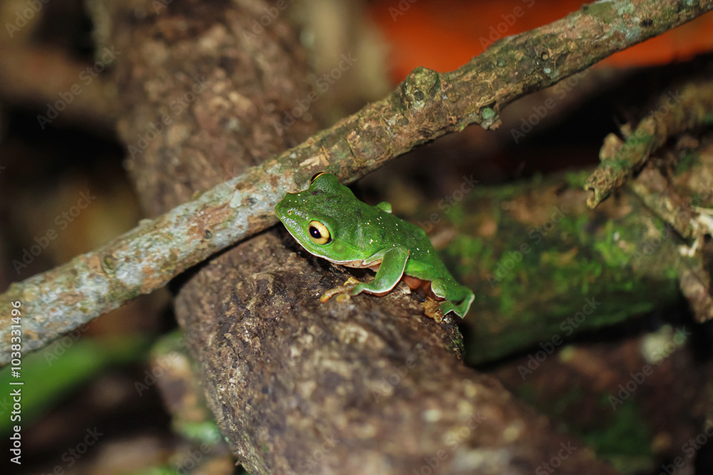 A vibrant green Taipei tree frog is perfectly camouflaged on a tree branch at night. Its large, round eyes and sticky toe pads are clearly visible. New Taipei City, Taiwan. A vibrant green Taipei tree frog is perfectly camouflaged on a tree branch at night. Its large, round eyes and sticky toe pads are clearly visible. New Taipei City, Taiwan.