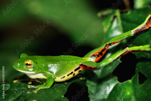 A vibrant green Moltrecht's tree frog(Zhangixalus moltrechti) clings to a broad leaf at night, its golden eyes contrasting against its smooth, spotted skin. New Taipei City, Taiwan. photo