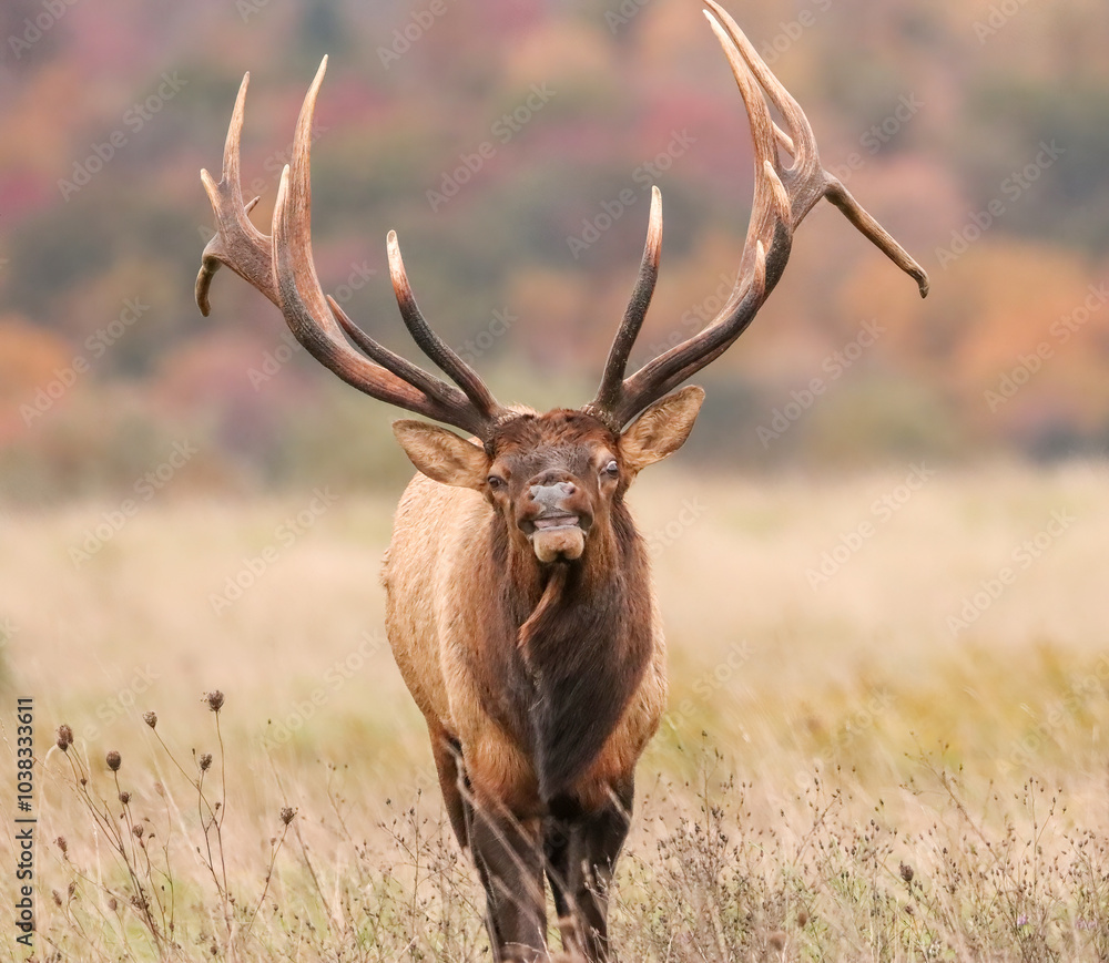 Flehmen Response Elk Bull Autumn Rut Flehmen Response Elk Bull Autumn Rut