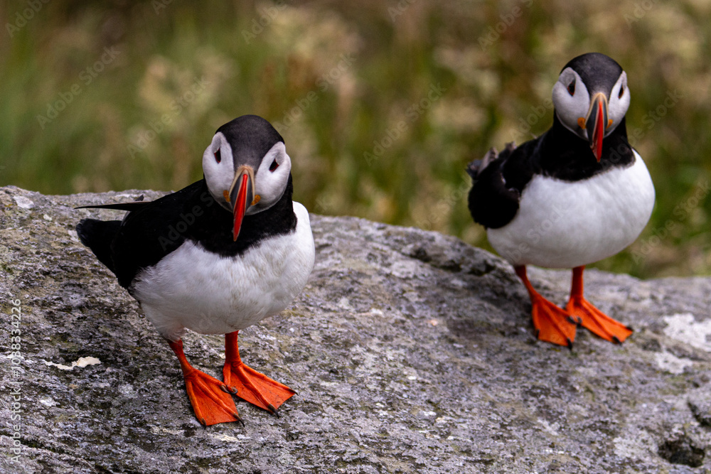 Atlantic Puffin in Natural Habitat Atlantic Puffin in Natural Habitat