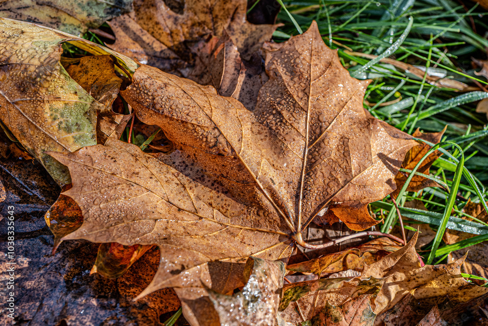 maple leaf in autumn with morning dew maple leaf in autumn with morning dew
