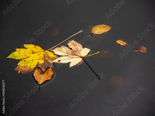 Herbststimmung photo