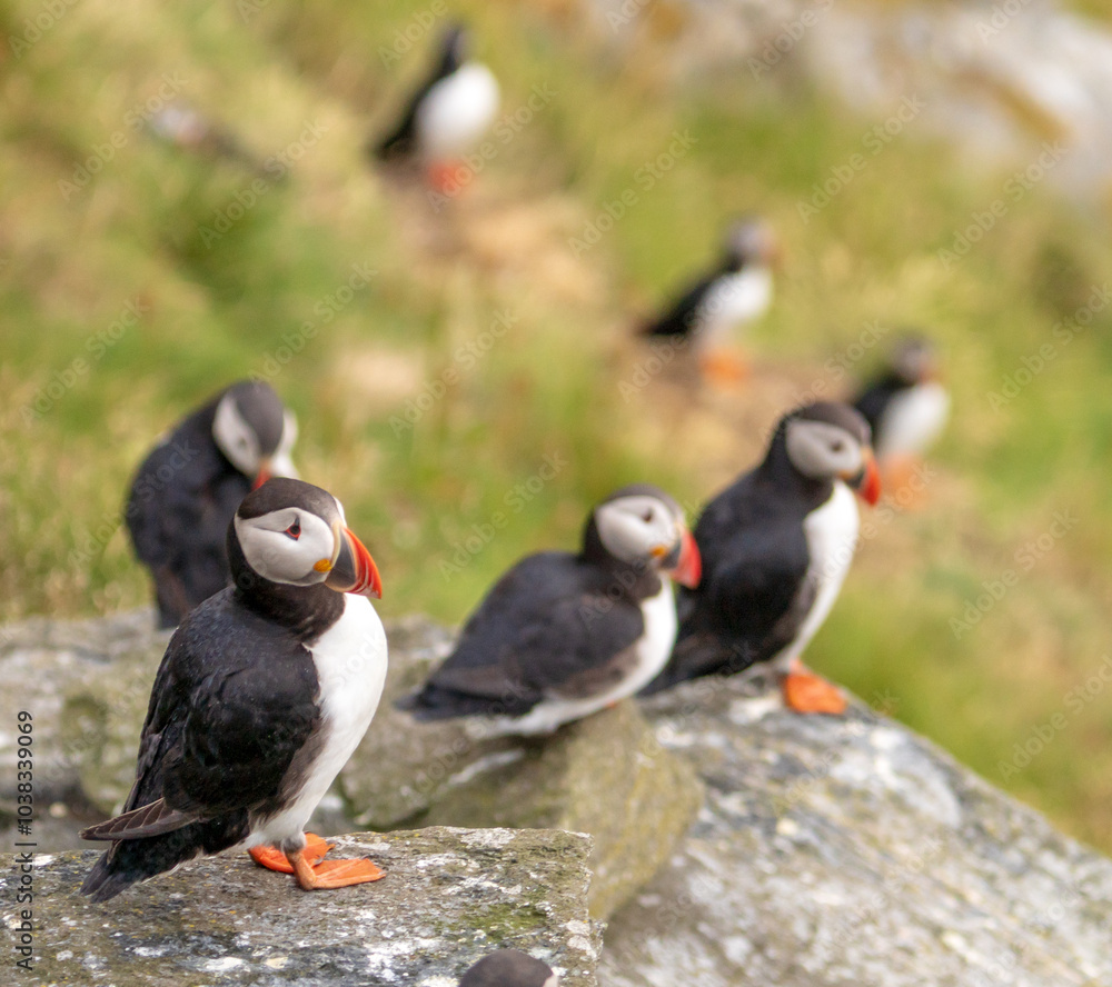 Fototapeta premium Atlantic Puffin in Natural Habitat