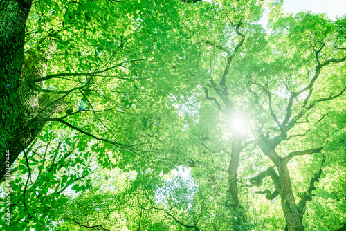 太陽の光が綺麗な新緑の木
