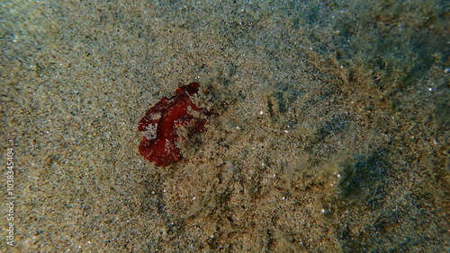 Redbrown leathery doris or redbrown nudibranch (Platydoris argo) undersea, Aegean Sea, Greece, Halkidikii, Pirgos beach photo