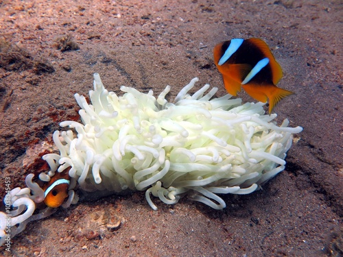 Clownfish from the red sea photo