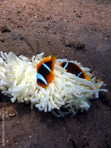 Clownfish from the red sea