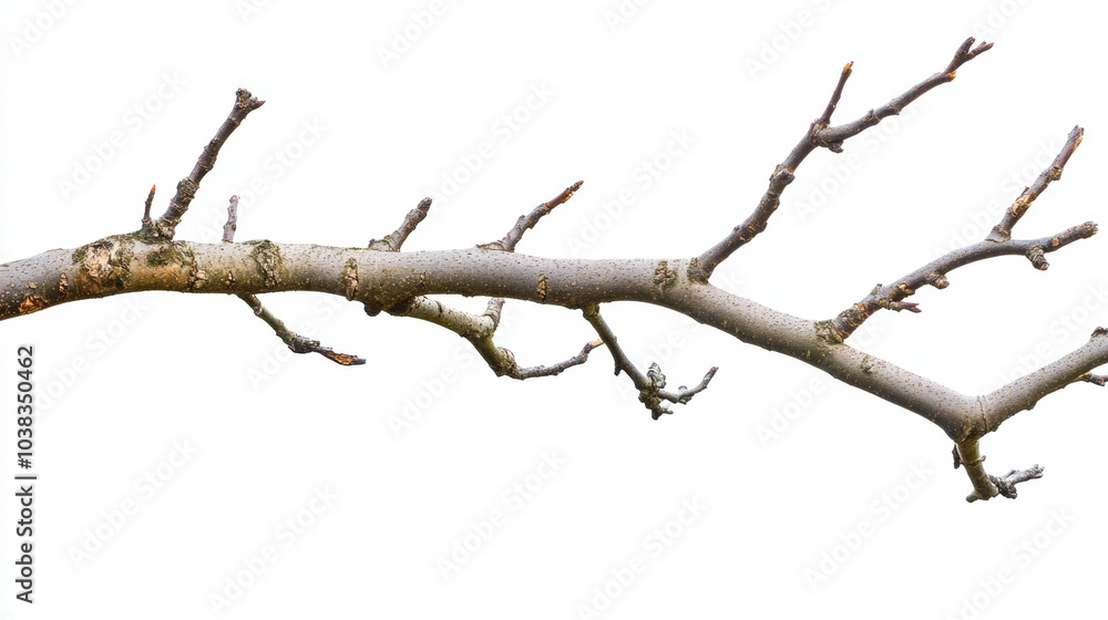 Dry tree branch on white background isolated Dry tree branch on white background isolated