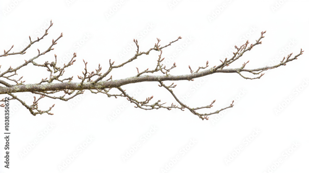 Dry tree branch on white background isolated Dry tree branch on white background isolated