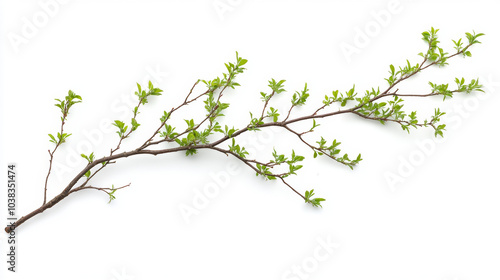 Tree branch on white background isolated