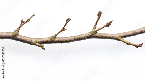 Dry tree branch on white background isolated