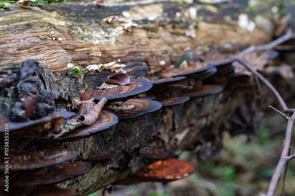Obraz premium Mushroom on a rock
