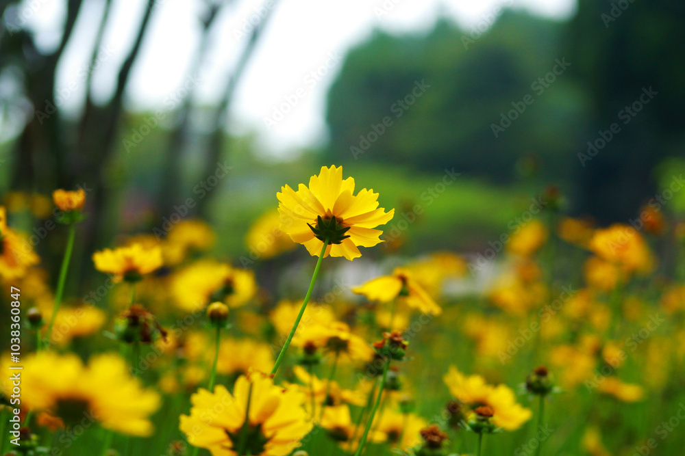 Obraz premium beautiful yellow flowers in the garden