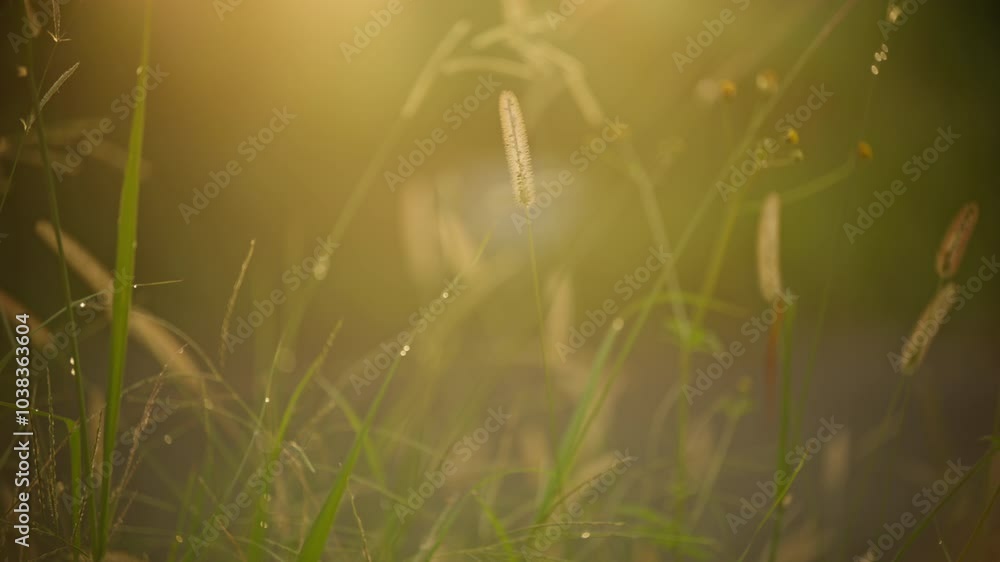Epic beautiful sunrise in the wheat field Epic beautiful sunrise in the wheat field