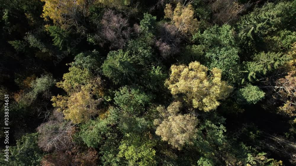 Aerial view of a vibrant forest showcasing seasonal color changes Aerial view of a vibrant forest showcasing seasonal color changes