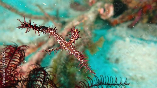 海の岩場を泳ぐ魚のニシキフウライウオ