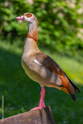 Nilgans stolz auf einer Parkbank Nile goose on the park bench 