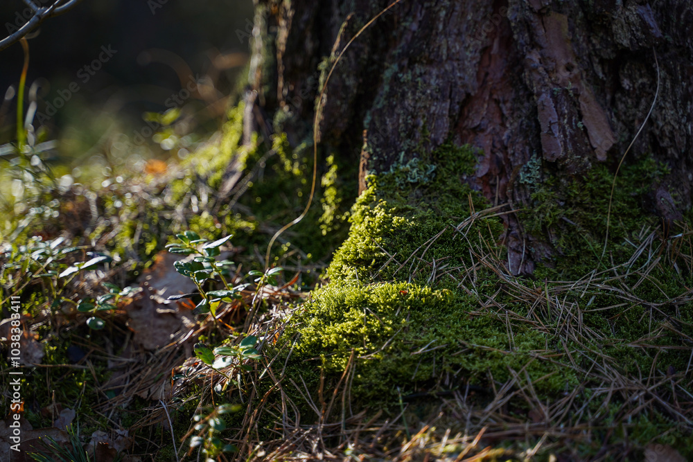 Close up of moss covering a tree branch. Bokeh blurry defocused background Close up of moss covering a tree branch. Bokeh blurry defocused background