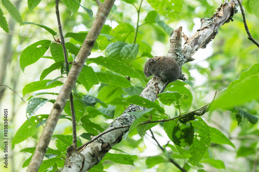 A small mouse perched on a deciduous tree on a summer evening in Estonia, Northern Europe A small mouse perched on a deciduous tree on a summer evening in Estonia, Northern Europe