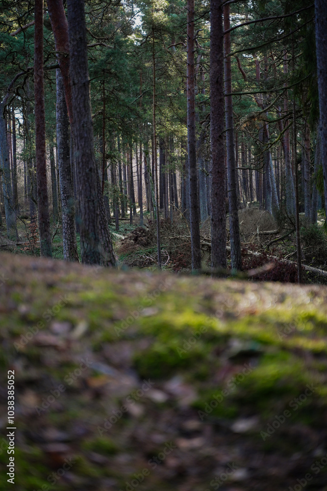 Background pine forest with green moss. Focus in foreground, blurred background. Background pine forest with green moss. Focus in foreground, blurred background.