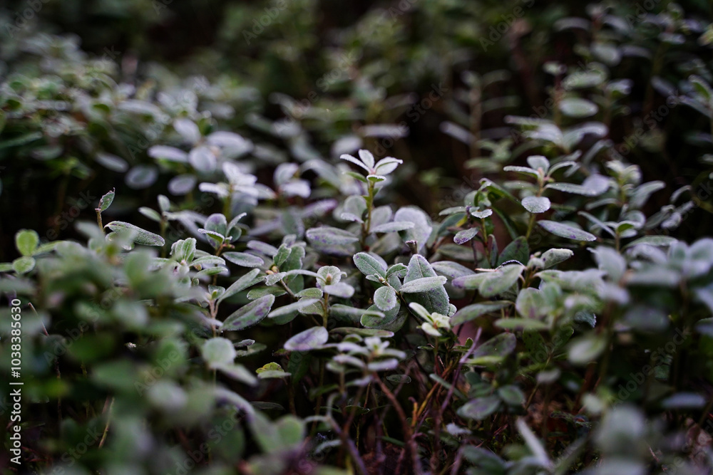 Green leaves of Lingon berry in frost, Lingon berry bushes in forest, close up